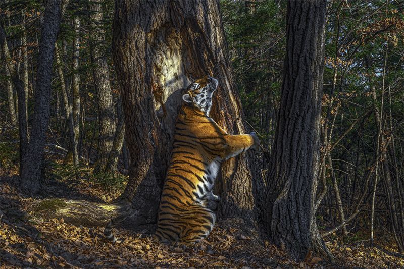 俄國攝影師戈什科夫(Sergey Gorshkov)的作品《擁抱》/SERGEY GORSHKOV/WPY2020