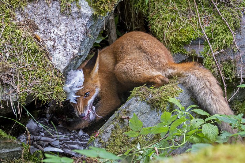 “貪吃的狐狸”/LIINA HEIKKINEN/WPY2020