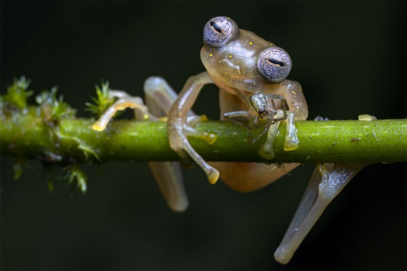 “命懸一枝的玻璃蛙”/JAIME CULEBRAS/WPY2020