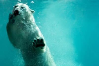 (Credit: iStockphoto/Frederic Audet)