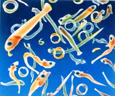 海洋中的浮游生物显微